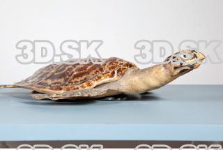 Turtle body photo reference 0046